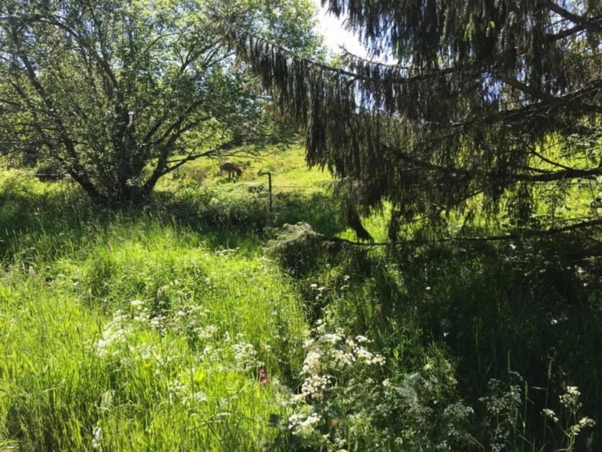 Appartement 6 pers - Les 4 Loups au coeur de la nature Gérardmer Extérieur photo